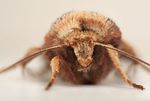 Flame Shoulder moth (Ochropleura plecta)