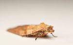 Light brown apple moth (Epiphyas postvittana)