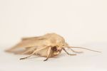 Common Wainscot moth (Mythimna pallens)