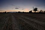 Harvested field at twilight