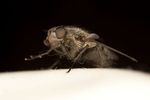Cluster fly (Pollenia sp.)