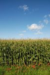Maize field and blue sky