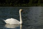 Mute Swan, Melton Country Park