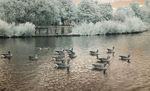 Greylag geese on Corby Boating Lake in Infrared