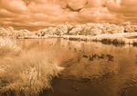 Greylag Geese at Corby Boating Lake in Infrared