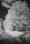 Tree by the old railway line in IR