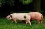 Pigs at Acton Scott Victorian farm