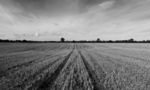 Harvested field, Harborough