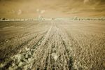Harvested field, Harborough, in infrared