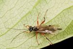Female Ichneumon wasp