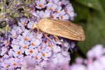 Large Yellow Underwing moth (Noctua pronuba)