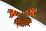 Comma butterfly (Polygonia c-album)