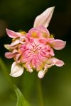 Pink Dahlia flower bud opening