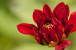 Red Dahlia flower bud opening