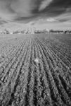 Ploughed field near Great Bowden