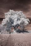 Ploughed field and large tree (Infrared)