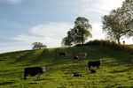 Cattle in field near East Farndon