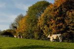 Cattle and Autumn Trees