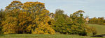 Autumn trees near East Farndon