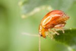 Tansy Ragwort Flea Beetle (Longitarsus jacobaeae) Gravid