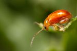 Tansy Ragwort Flea Beetle (Longitarsus jacobaeae)