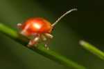 Tansy Ragwort Flea Beetle (Longitarsus jacobaeae)