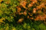 Blurred leaves abstract