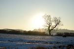Sun and bare tree on snowy day