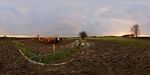 Muddy field and bulls at sunset