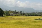 Rice fields, Powol-ri