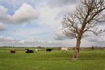 Cattle in field, Clipston