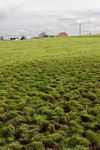 Cattle churned ridge and furrow field, Clipston