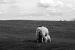 Ewe and suckling lambs in ridge and furrow field