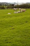 Sheep and lambs in ridge and furrow field, Clipston
