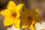 Daffodil (Narcissus) flowers