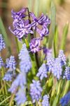 Common Hyacinth (Hyacinthus orientalis) and Grape Hyacinth (Muscari sp.)