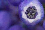 Grape Hyacinth (Muscari sp.) flower