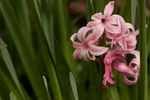 Pink Common Hyacinth (Hyacinthus orientalis)