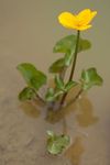Kingcup (Caltha palustris) plant in flower