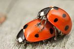 Seven-spotted ladybird (Coccinella septempunctata)