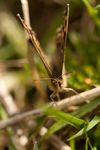 Speckled Wood butterfly (Pararge aegeria tircis)