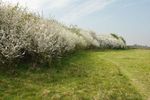 Blossoming blackthorn hedgerow