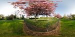 Blossoming trees at Welland Park Bowling Green