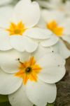 Primrose (Primula vulgaris) flowers
