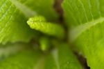 Primrose (Primula vulgaris) leaves
