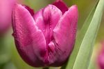 Purple Tulip flower