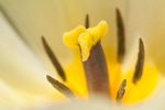 White tulip flower stigma and stamens