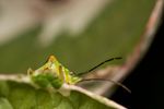 Hawthorn shield bug (Acanthosoma haemorrhoidale)