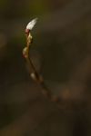Salix Caprea leaf bud