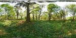 Bluebells in Wakerley Great Wood